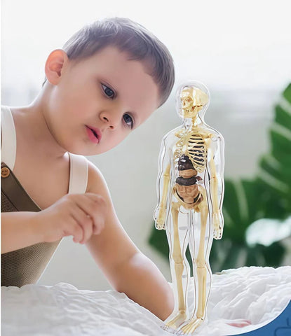Human Body Assembly Toy